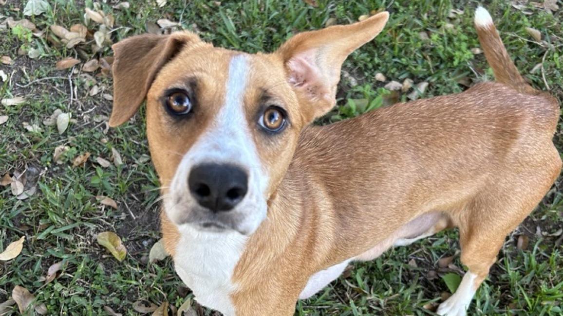 Daisy the dog outside on some green grass